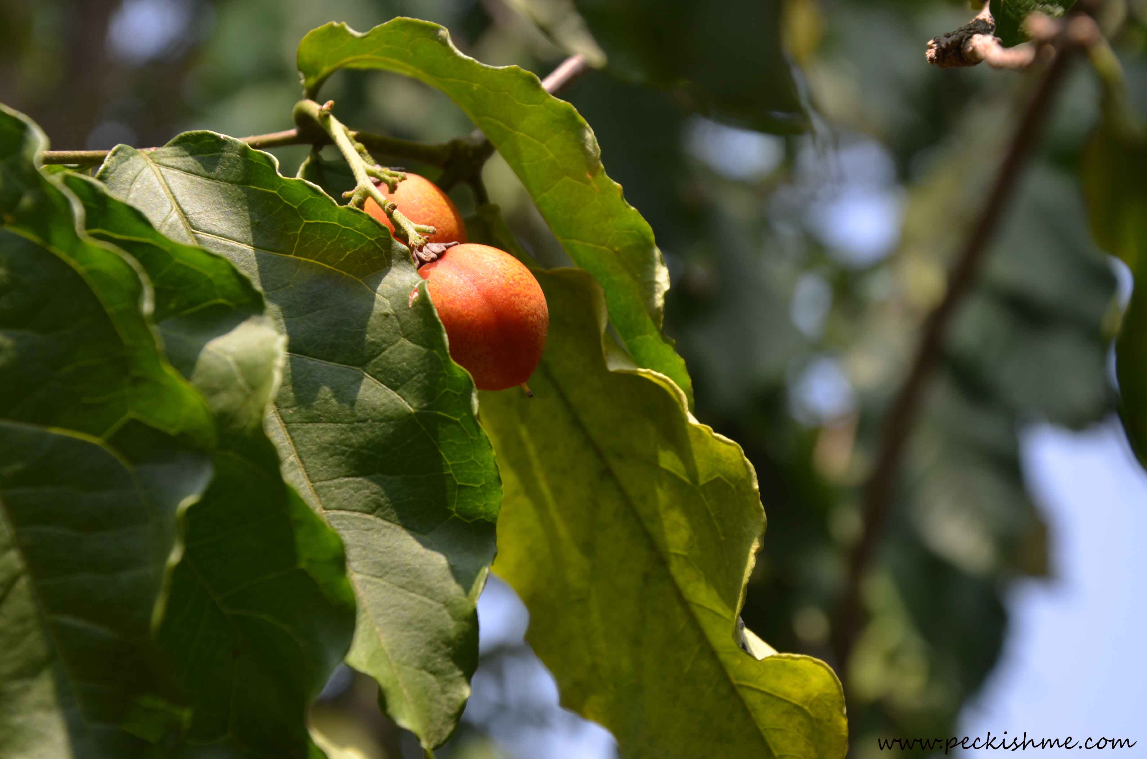 butternut fruit