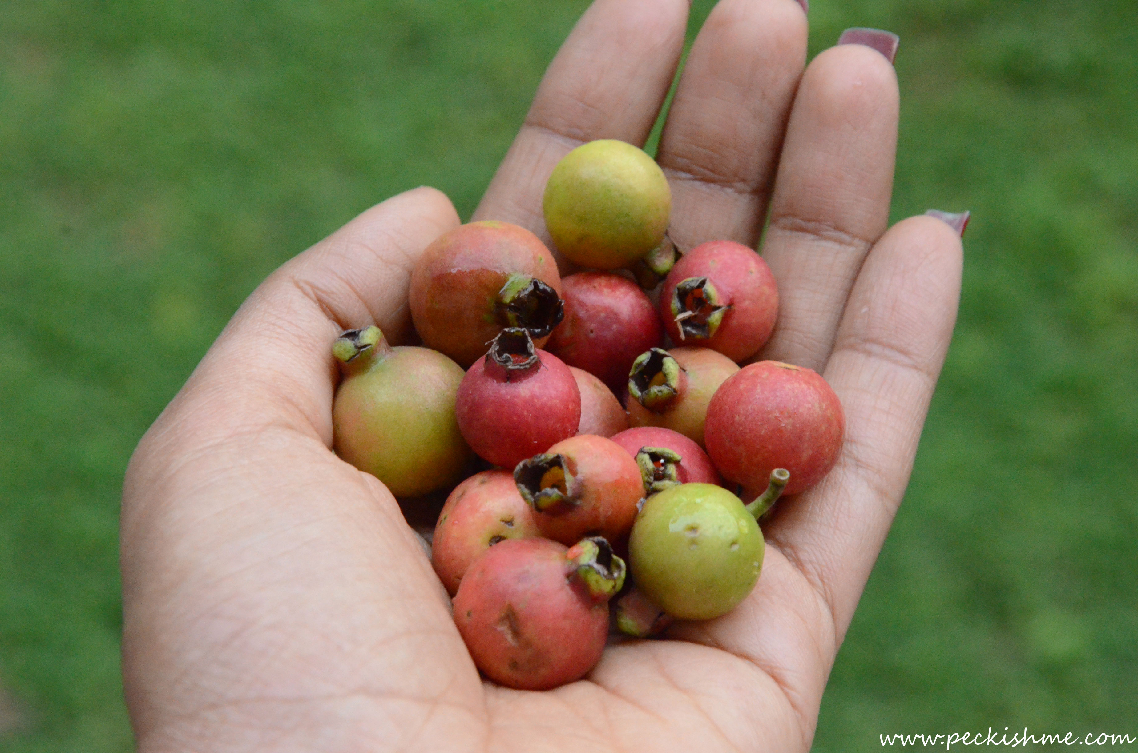 Guava