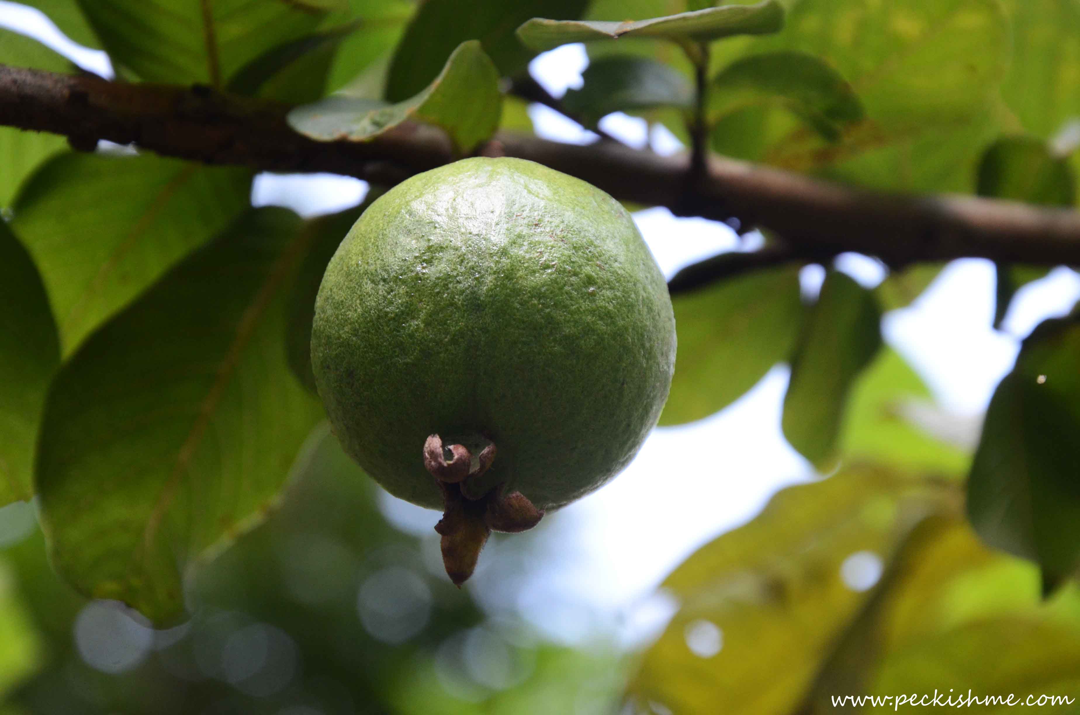 Guava