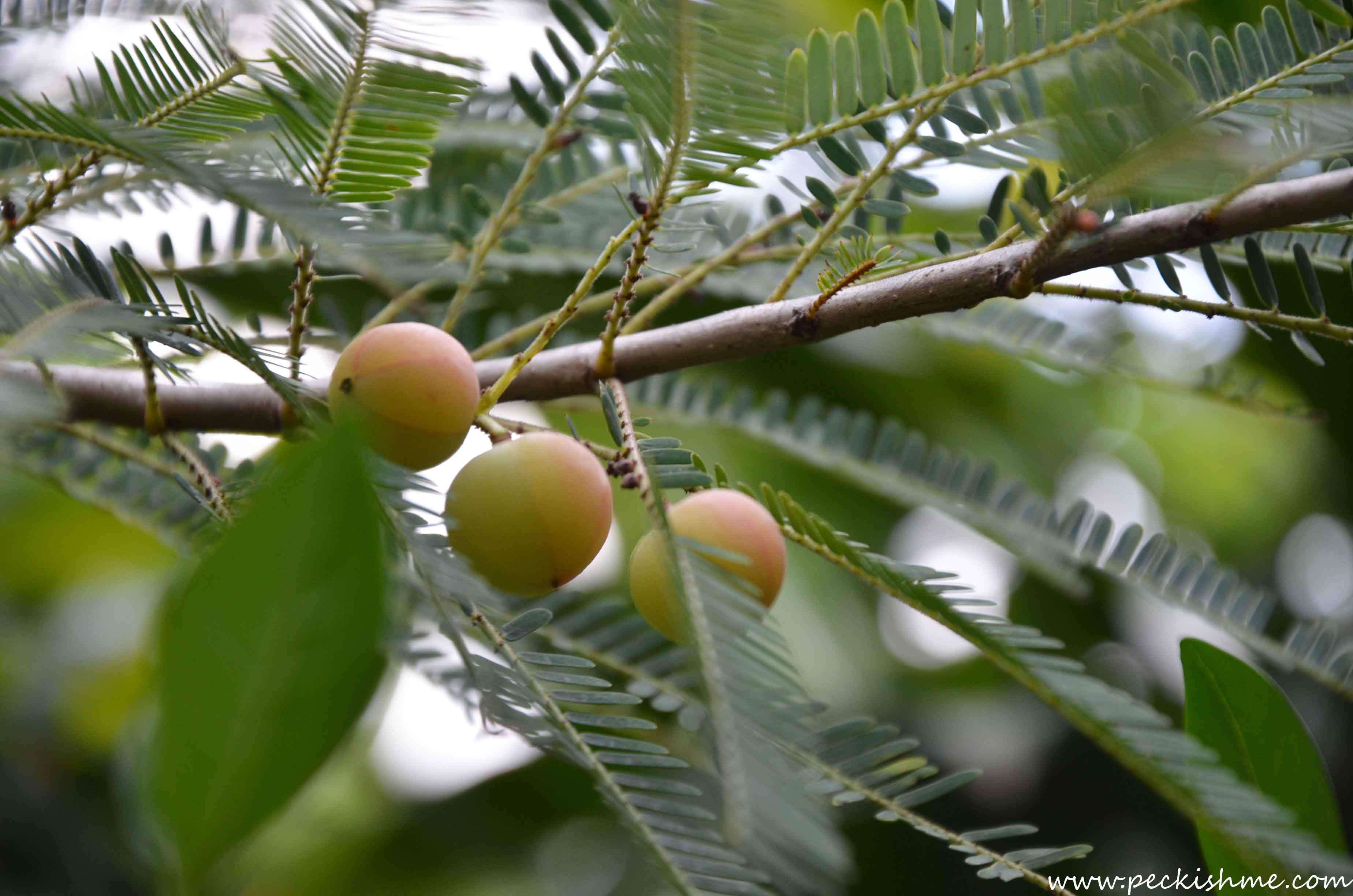 Sri Lankan gooseberry