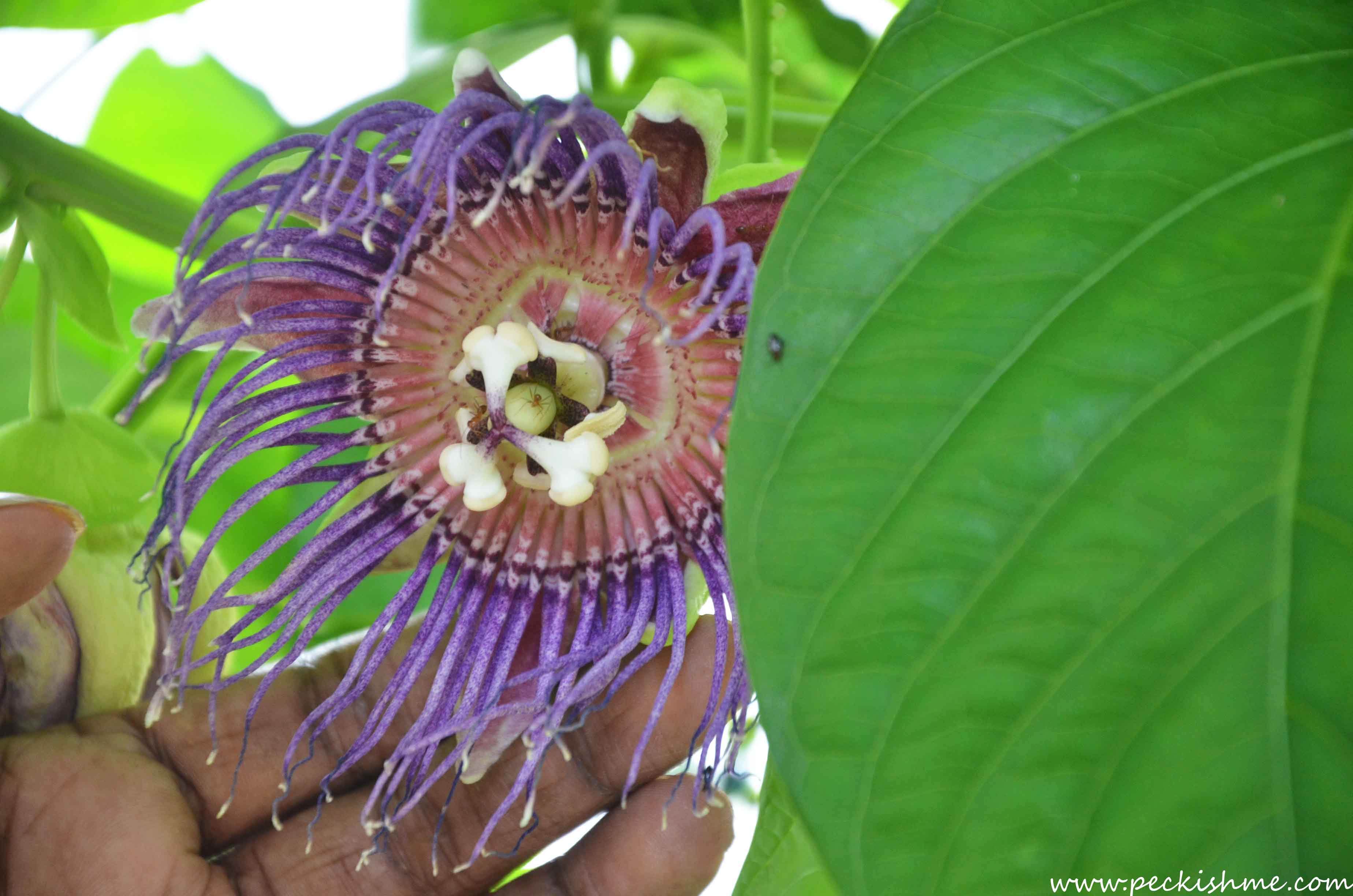 Passion fruit flower