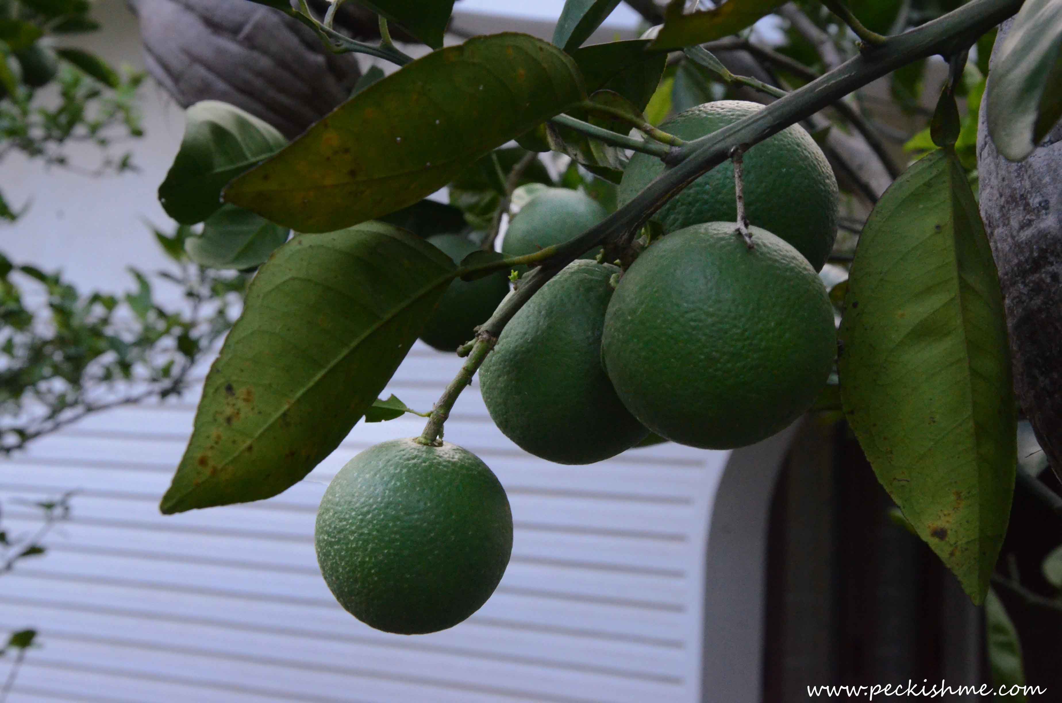 Sri Lankan orange