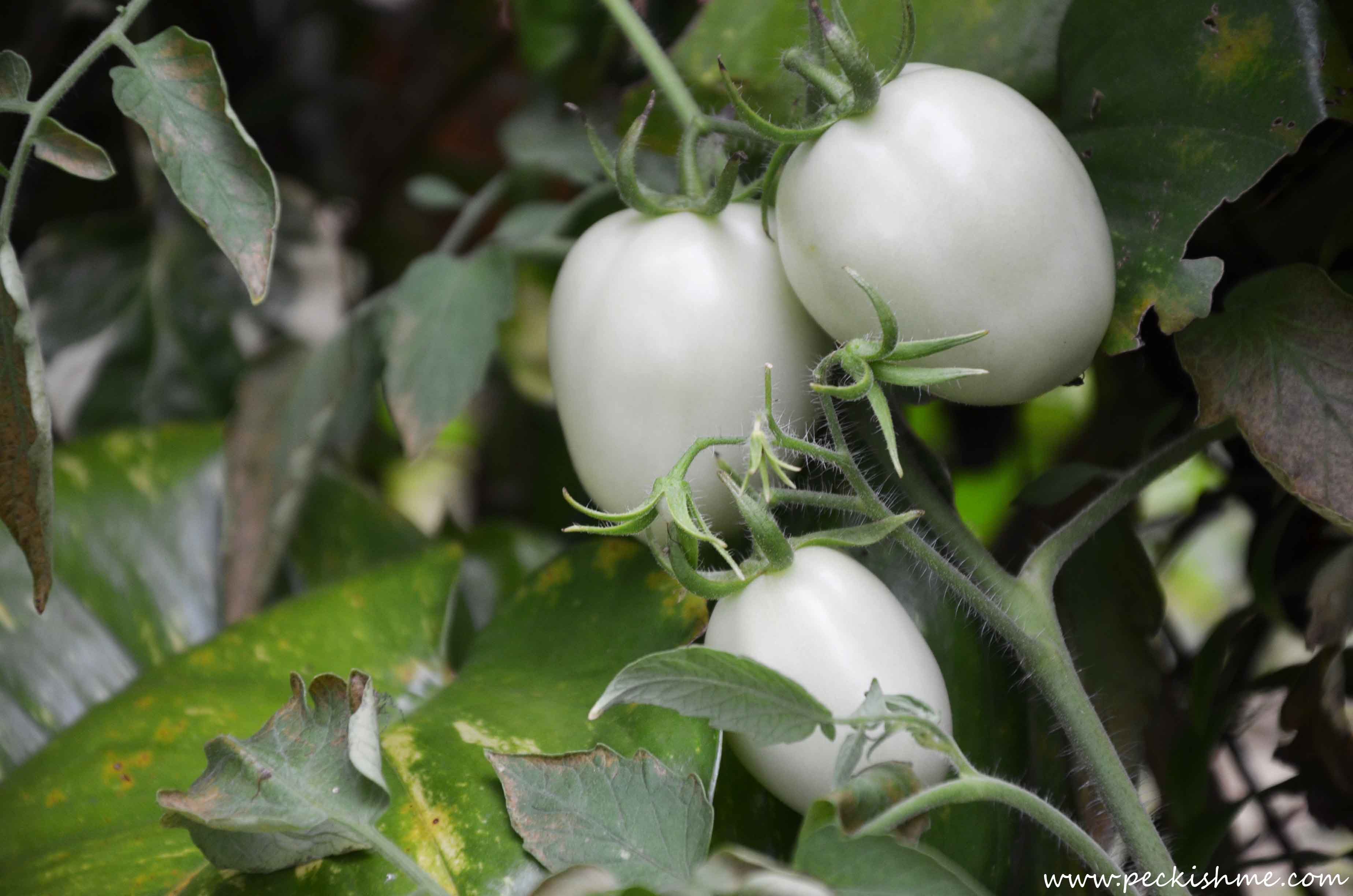 Tomatoes on tree